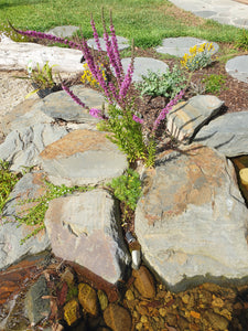 Purple loostrife aquatic plant, planted between rocks at the edge of a creek. A marginal aquatic plant for a pond.