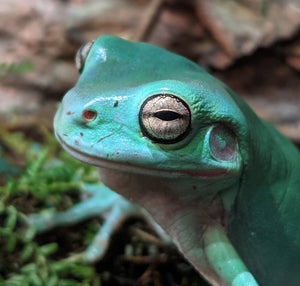 How to DIY: Creating a frog oasis in your backyard