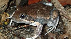 Eastern Banjo Frog Pobblebonk in natural surrounds