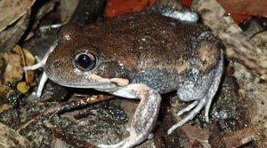 Burrowing Frogs - Backyard Buddies