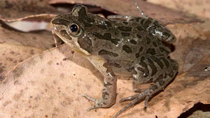 Backyard Frog Profile: Spotted marsh frog