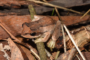 Backyard Frog Profile: Southern Brown Tree Frog