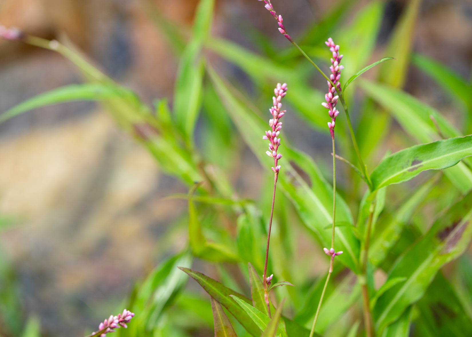 Aquatic Plant Profile: Slender knotweed – The Natural Pond Store