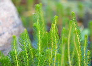 Aquatic Plant Profile: Water milfoil