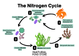 The nitrogen cycle in natural ponds recreation ponds natural pools