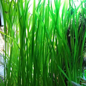 Eel grass Vallisneria americana perfect for backyard ponds