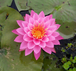 Pink water lily floating above lily pad leaves in natural pond