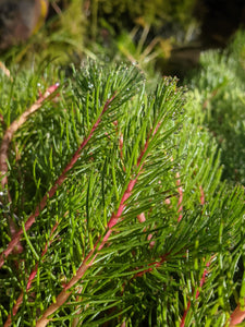 Myriophyllum papillosum, commonly known as Dragonfly Water Milfoil is great for fish, frogs and backyard ponds.