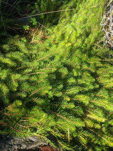 Myriophyllum papillosum, commonly known as Dragonfly Water Milfoil is great for fish, frogs and backyard ponds.