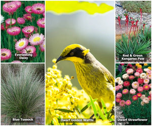 Native seed Box Australian native seeds seedbomb pollinator wildflower