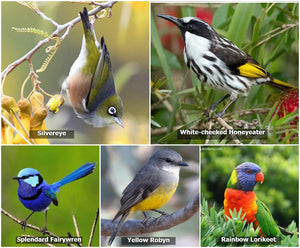 Native seed Box Australian native seeds seedbomb pollinator wildflower