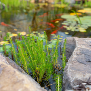 Goldfish in a natural fish pond with milfoil aquatic plants and waterlilies.