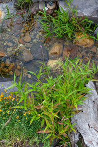 Bird's eye view image of pond with surrounding plants.