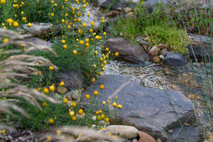 Close up image of a yellow flowered plant on the rocky edge of a pond.