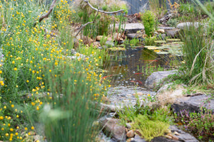 Image of red fish in a beautiful pond surrounded by native plants.