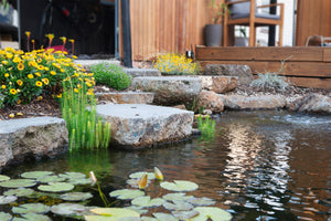 Natural ecosystem pond in residential backyard with rocks, waterlilies and yellow flowers.